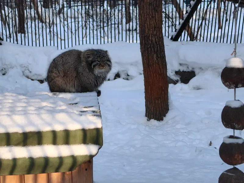 A photograph of Son of Lolo 2024 Ⅲ in Novosibirsk Zoo