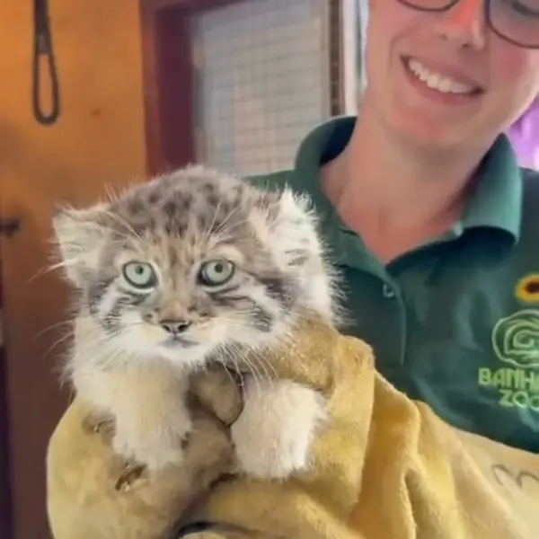 A photograph of a Pallas's cat in Banham Zoo