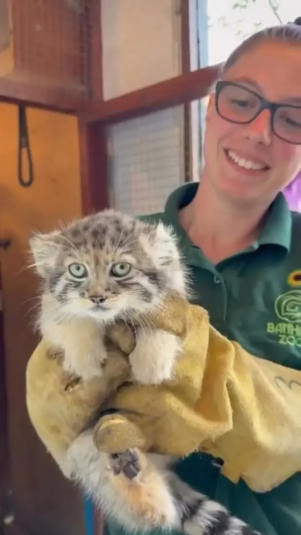 A photograph of a Pallas's cat in Banham Zoo