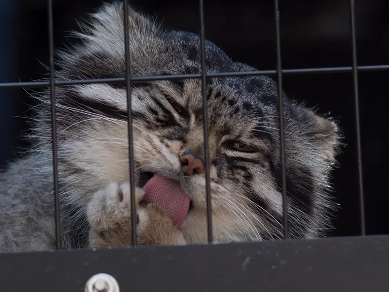 A photograph of Grusha in Asahiyama Zoo
