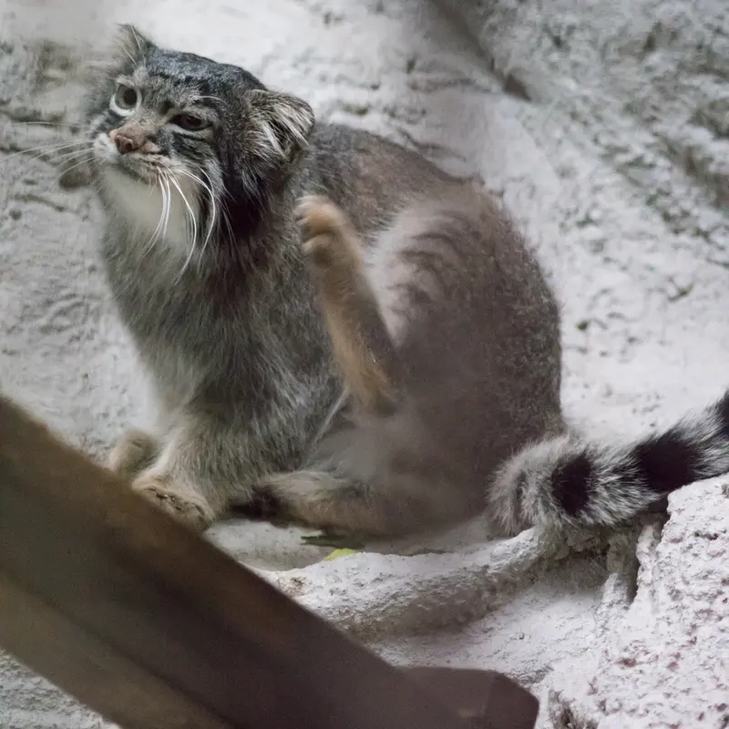 A photograph of Figa in Nogeyama Zoo
