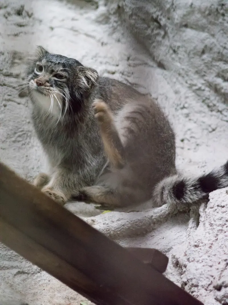 A photograph of Figa in Nogeyama Zoo