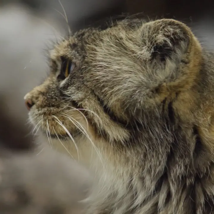 A photograph of a Pallas's cat in Ueno Zoological Gardens