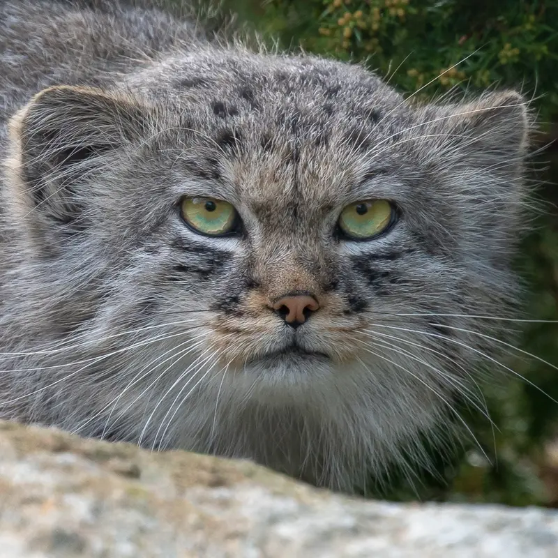 Chester Ⅰ the Pallas's cat from Chester Zoo