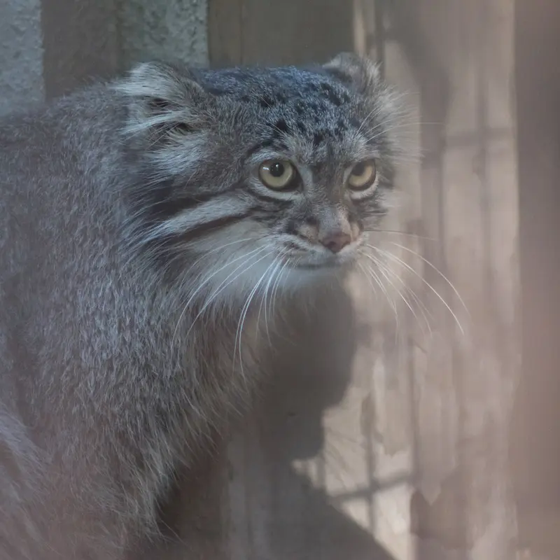A photograph of Figa in Nogeyama Zoo