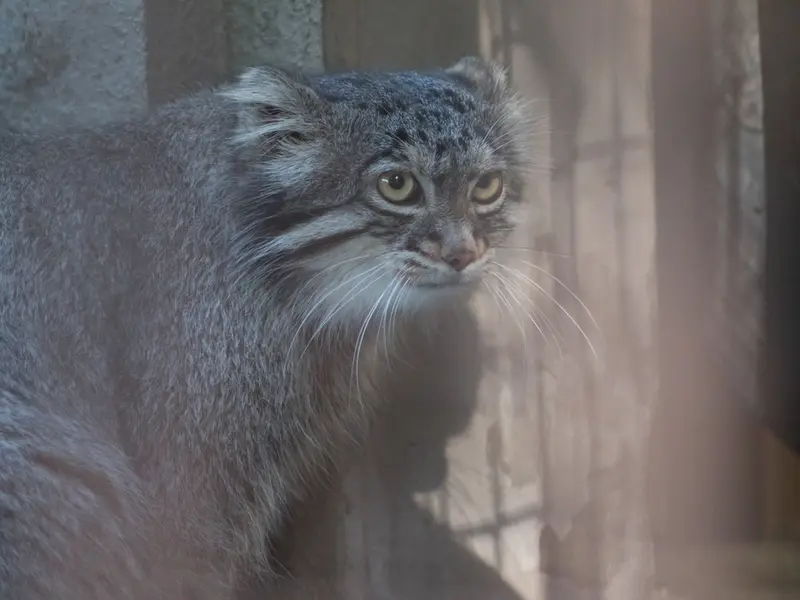 A photograph of Figa in Nogeyama Zoo