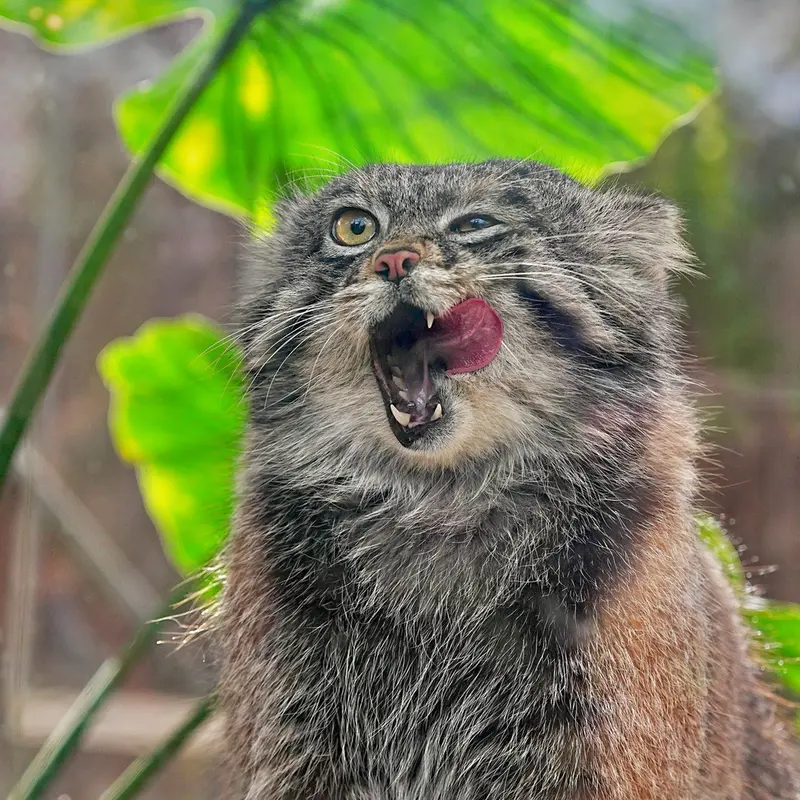 A photograph of Nar in Kobe Animal Kingdom
