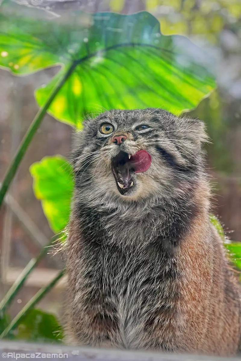 A photograph of Nar in Kobe Animal Kingdom