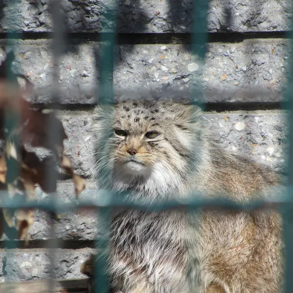 A photograph of Manuela in Magdeburg Zoo
