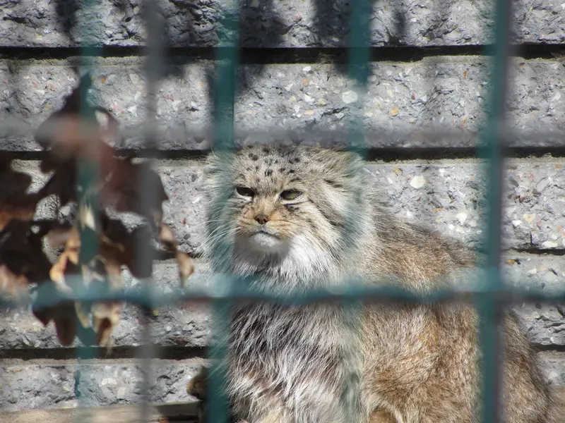 A photograph of Manuela in Magdeburg Zoo