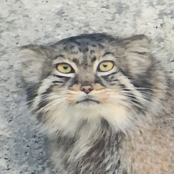 Tiina the Pallas's cat from Columbus Zoo and Aquarium