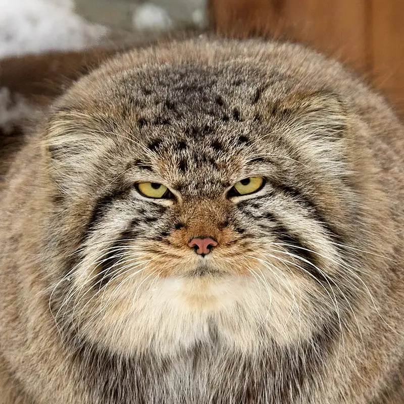 Kim the Pallas's cat from Greens Zoological Rescue and Rehabilitation Centre