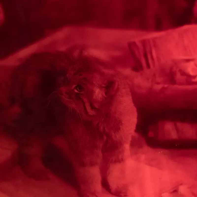 A photograph of Naim in Ueno Zoological Gardens