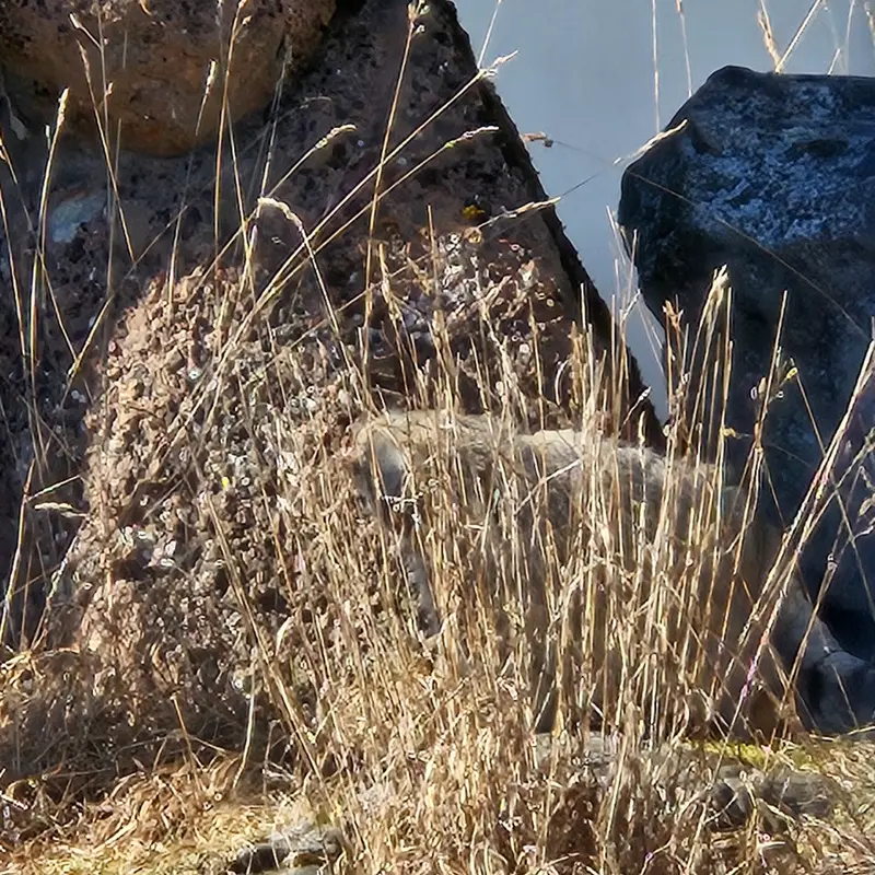 A photograph of Mimi in Korkeasaari Zoo