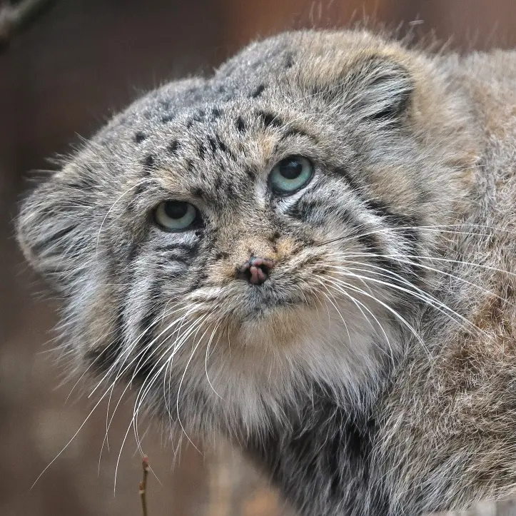 Sven the Pallas's cat from Leningrad zoo