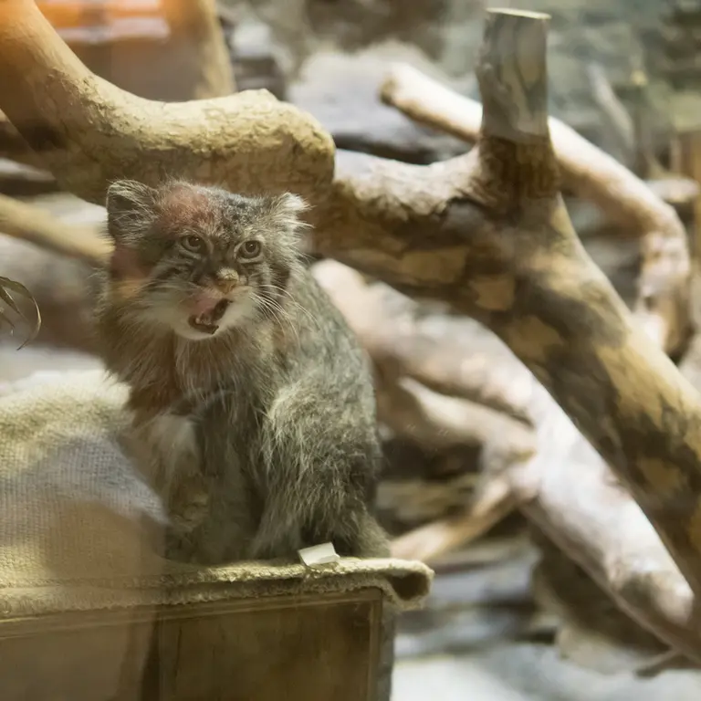 A photograph of Klyon in Ueno Zoological Gardens