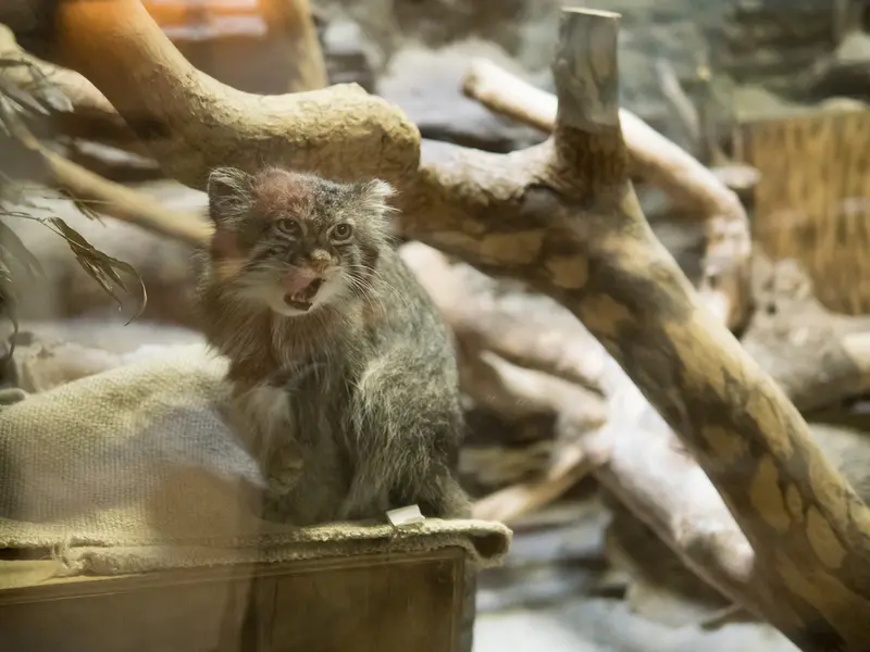 A photograph of Klyon in Ueno Zoological Gardens