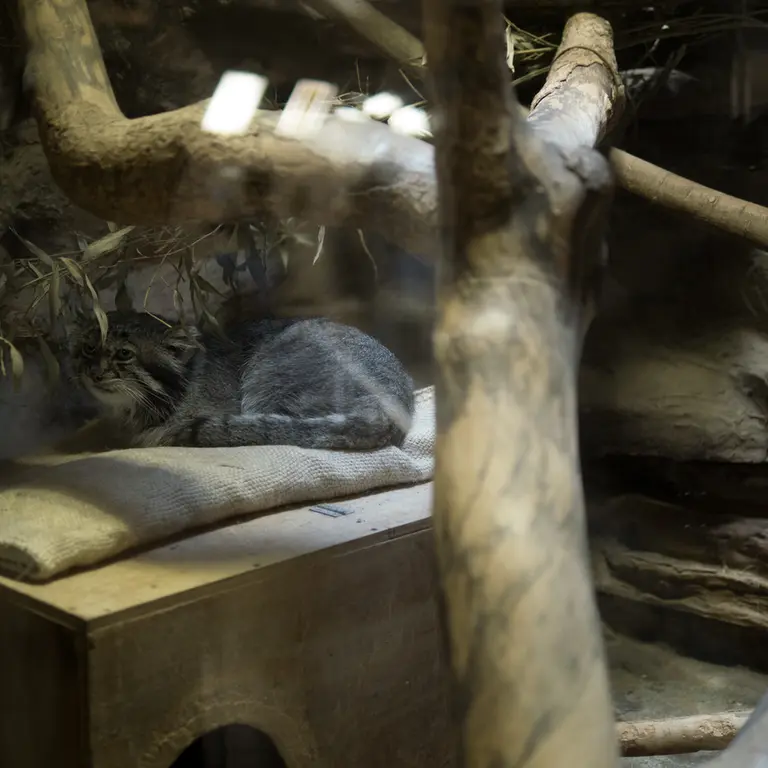 A photograph of Klyon in Ueno Zoological Gardens