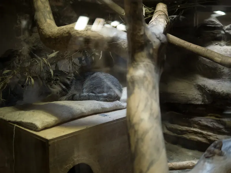 A photograph of Klyon in Ueno Zoological Gardens