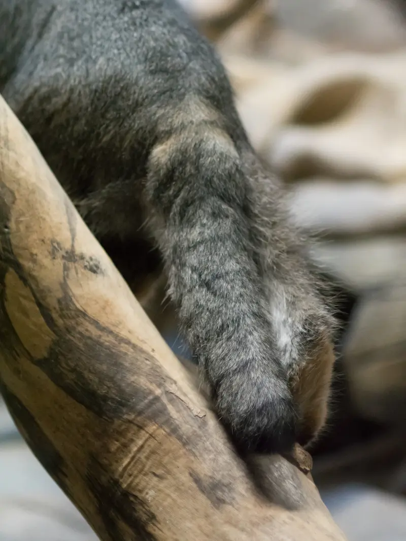 A photograph of Klyon in Ueno Zoological Gardens
