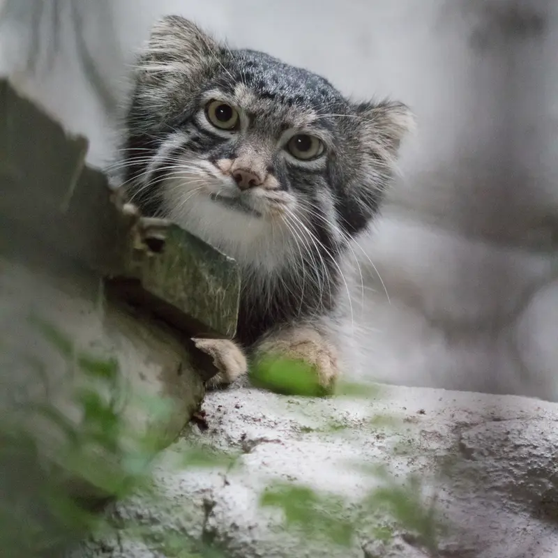 A photograph of Figa in Nogeyama Zoo