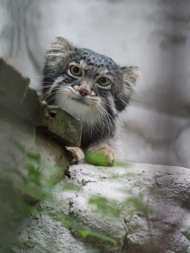 A photograph of Figa in Nogeyama Zoo