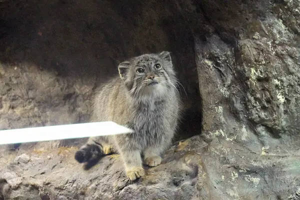 A photograph of Yus in Ueno Zoological Gardens