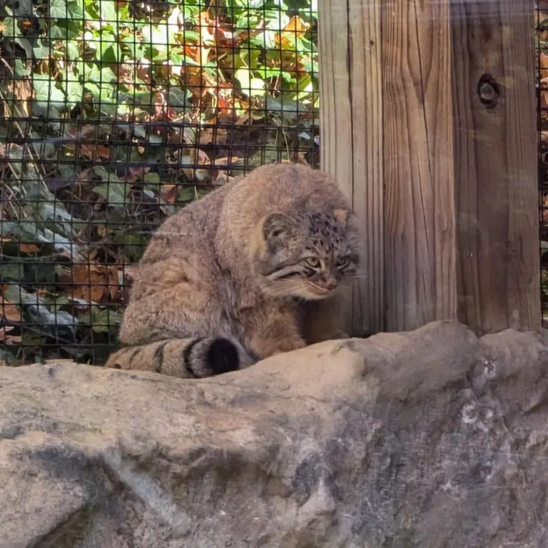 A photograph of Luka in Binghamton Zoo at Ross Park