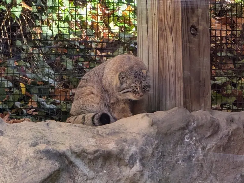 A photograph of Luka in Binghamton Zoo at Ross Park