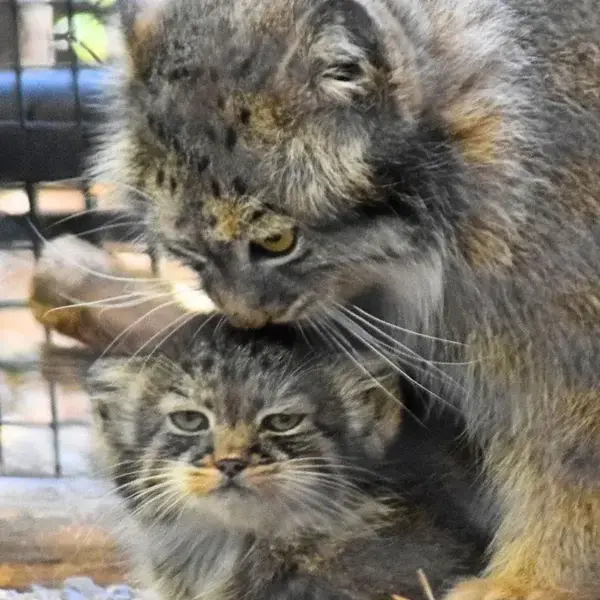 A photograph of Salkhi and Tashi in Great Plains Zoo