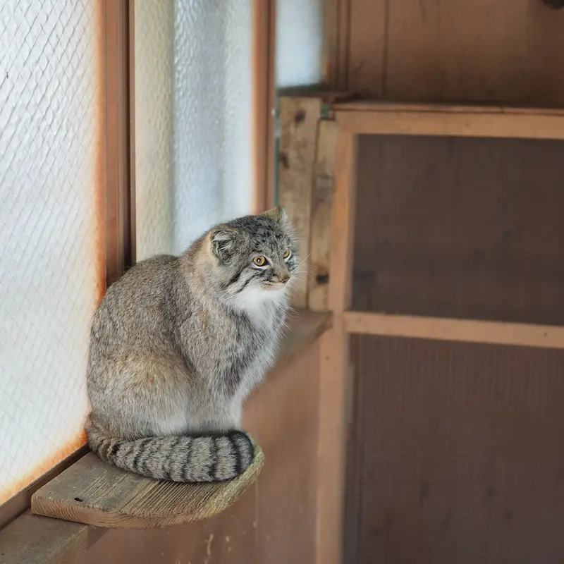 A photograph of Oliva in Saitama Children's Zoo