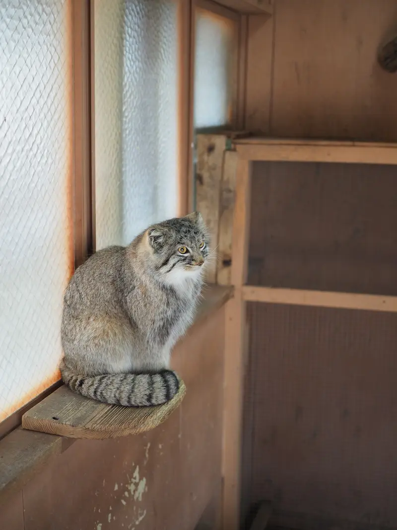 A photograph of Oliva in Saitama Children's Zoo