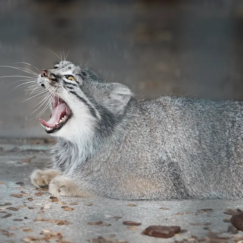 A photograph of Mei in Gokatsuraike Animal Park