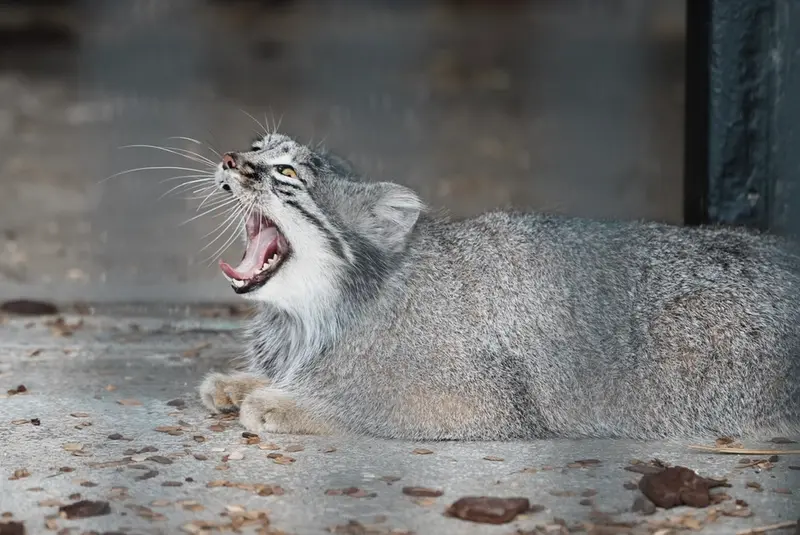 A photograph of Mei in Gokatsuraike Animal Park
