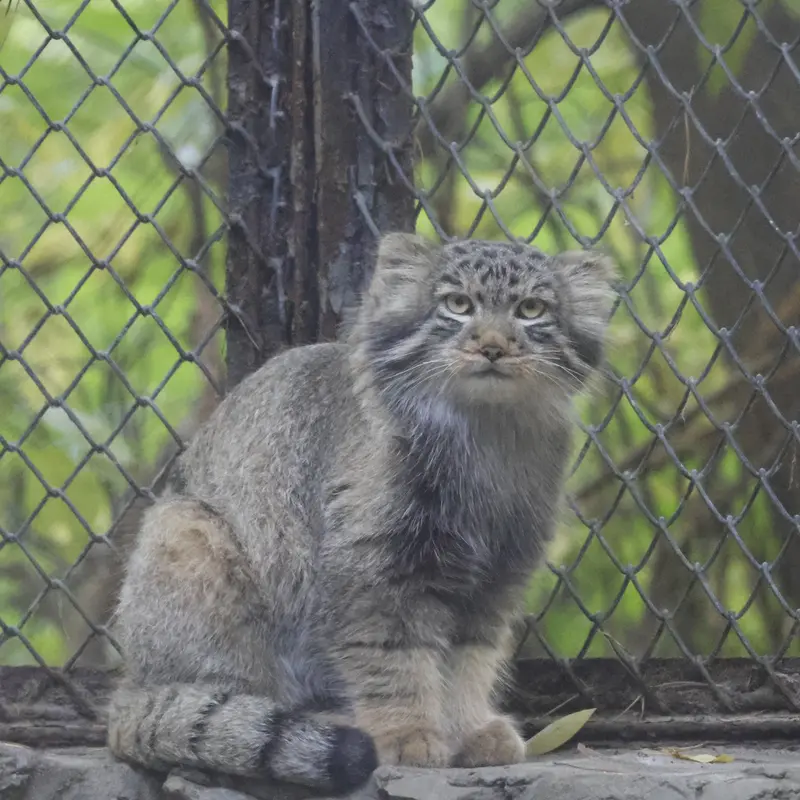 A photograph of Son of Lolo b.2026 Ⅱ in Novosibirsk Zoo
