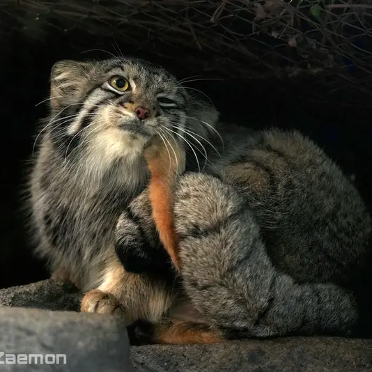 A photograph of Oto in Kobe Animal Kingdom
