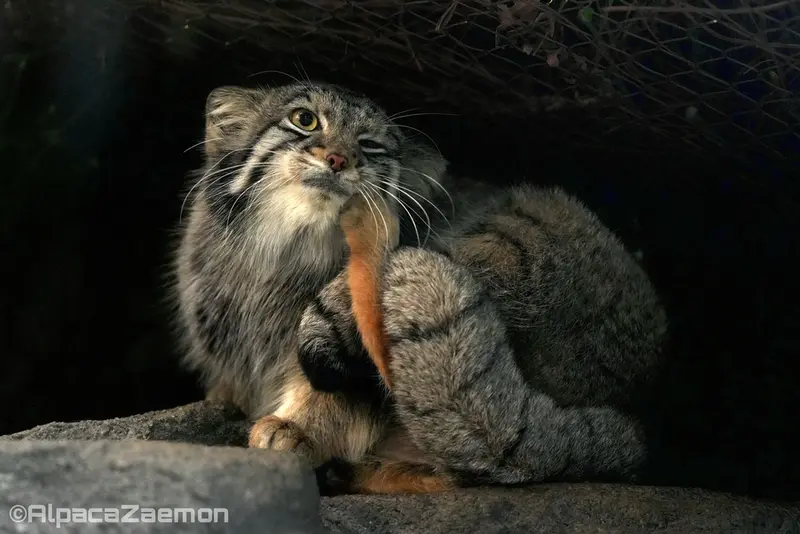 A photograph of Oto in Kobe Animal Kingdom