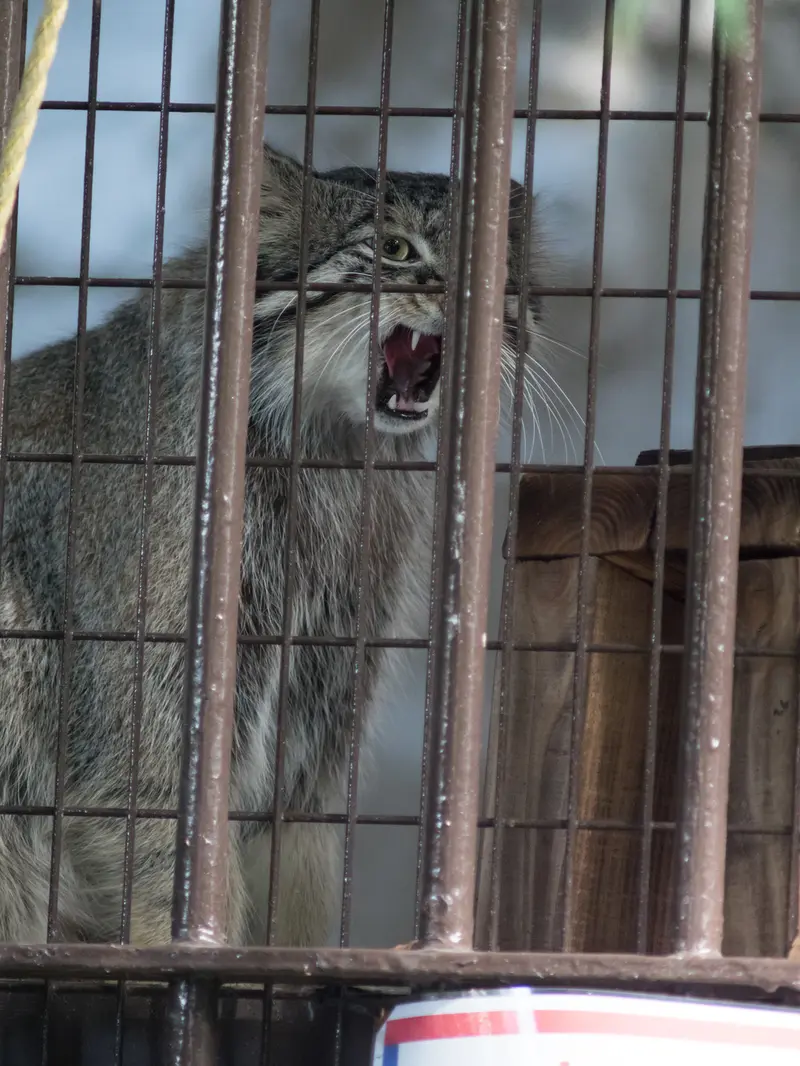 A photograph of Figa in Nogeyama Zoo