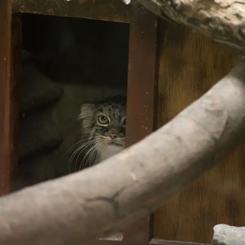 A photograph of Shafran in Ueno Zoological Gardens