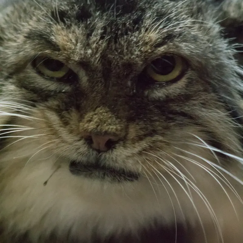 A photograph of Primula in Ueno Zoological Gardens