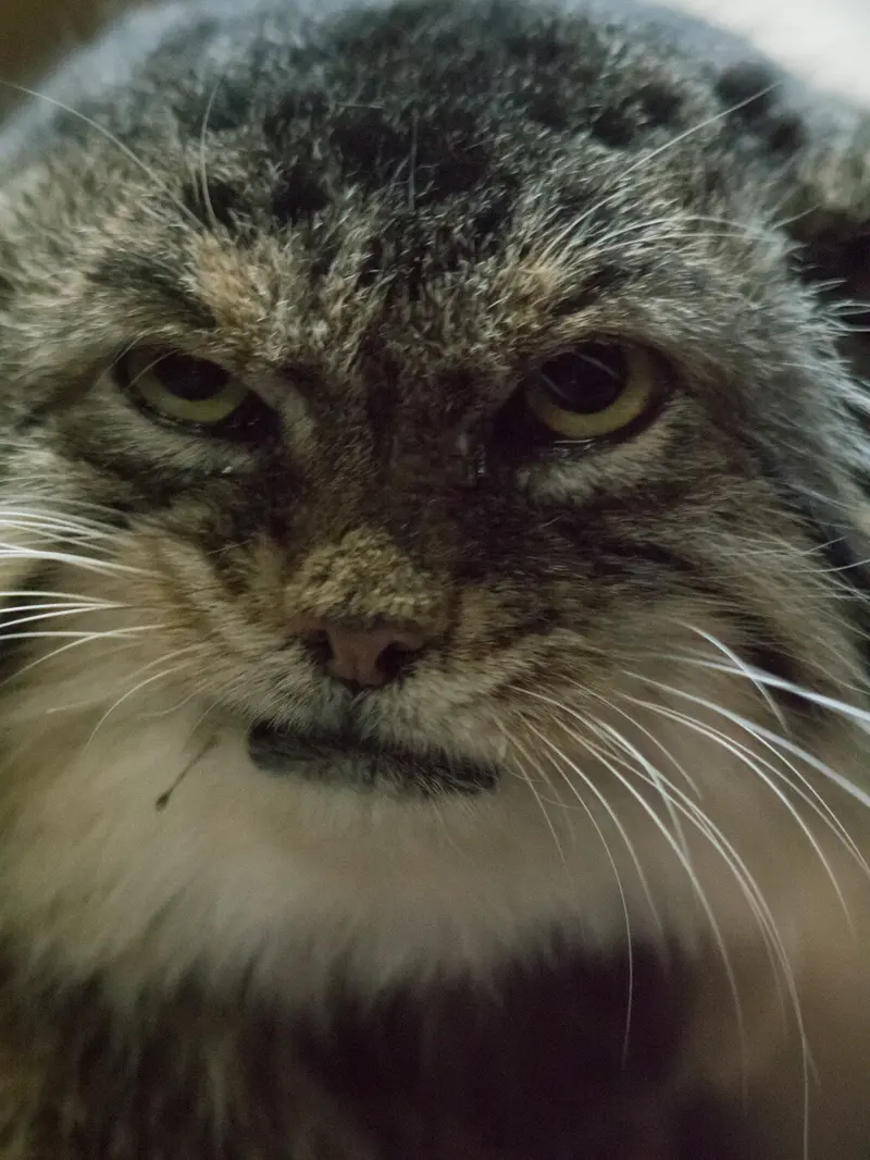 A photograph of Primula in Ueno Zoological Gardens