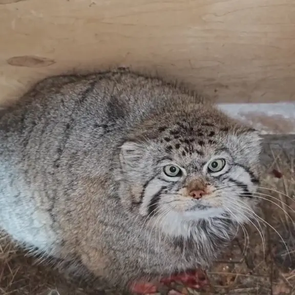 A photograph of a Pallas's cat