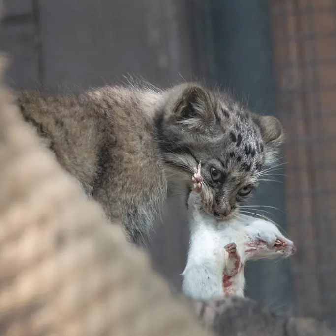 A photograph of a Pallas's cat in Brno Zoo