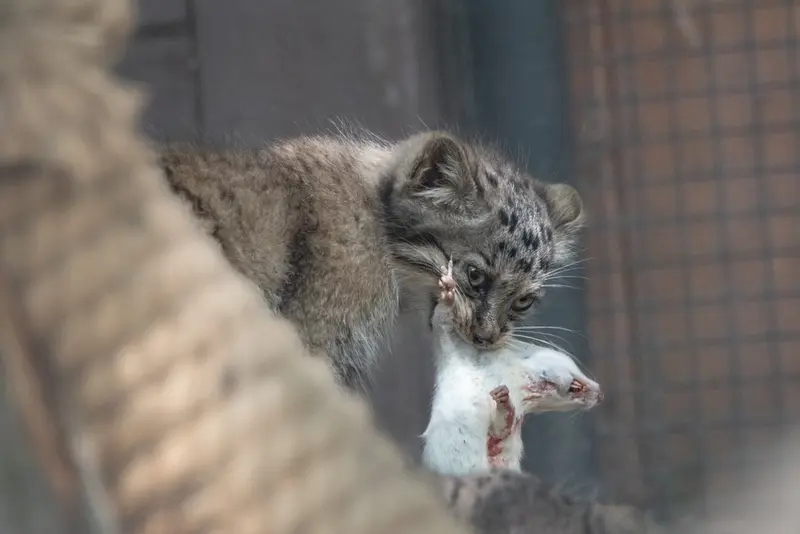 A photograph of a Pallas's cat in Brno Zoo