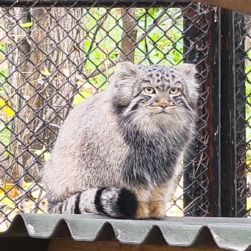 A photograph of Son of Adele b.2026 Ⅲ in Novosibirsk Zoo