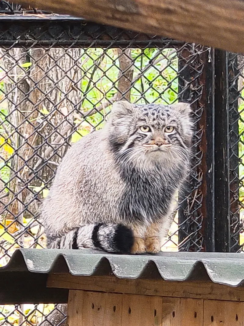 A photograph of Son of Adele b.2026 Ⅲ in Novosibirsk Zoo