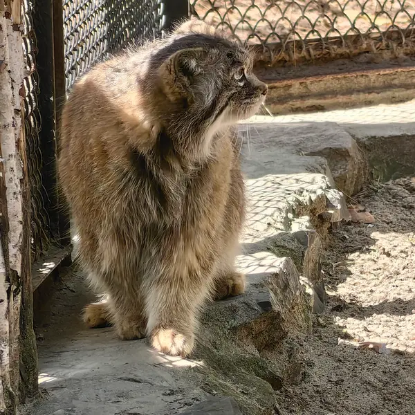 A photograph of Lastochka in Novosibirsk Zoo