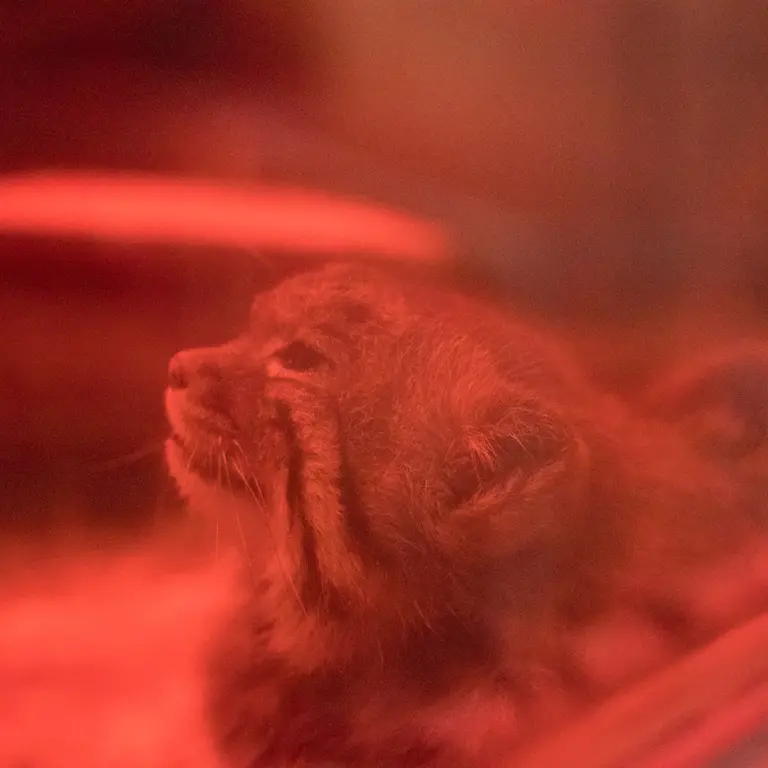 A photograph of Naim in Ueno Zoological Gardens