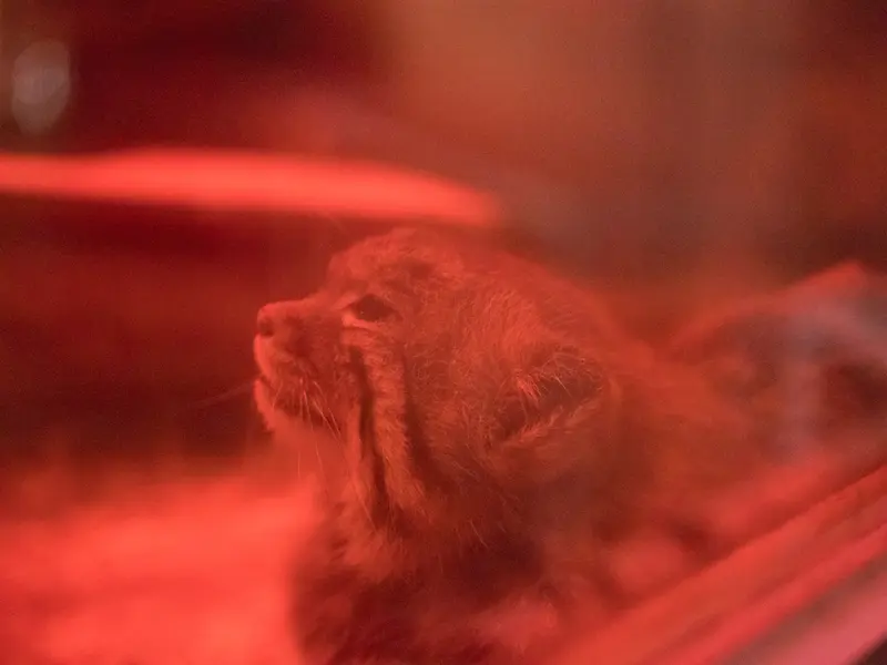 A photograph of Naim in Ueno Zoological Gardens