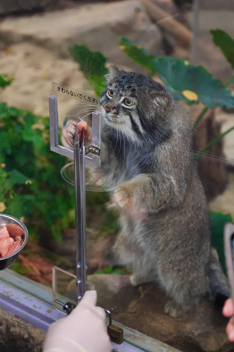 A photograph of Nar in Kobe Animal Kingdom